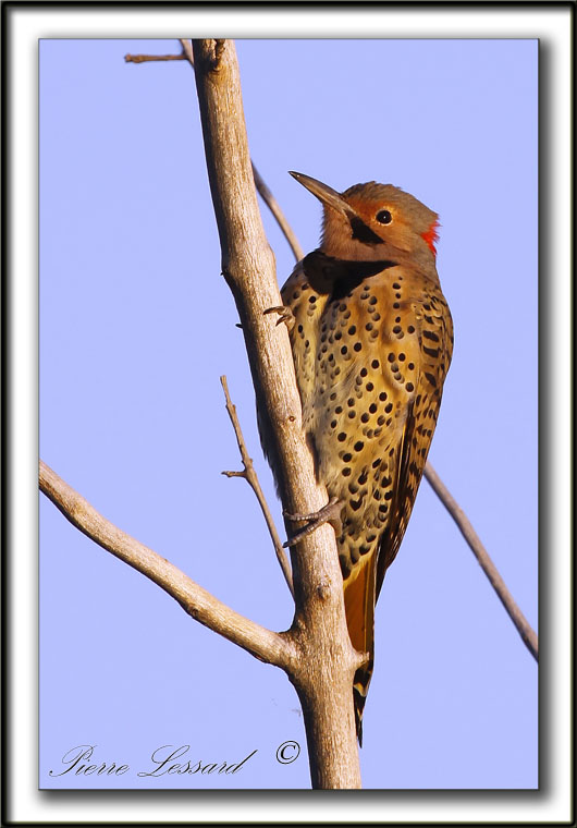 PIC FLAMBOYANT, au lever du jour  /   NORTHERN FLICKER , at the sunrise     _MG_2735a