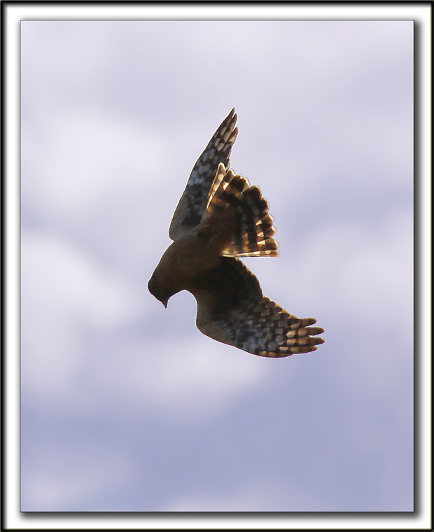 BUSARD ST-MARTIN, femelle    /   NORTHERN HARRIER, female      _MG_7171aa