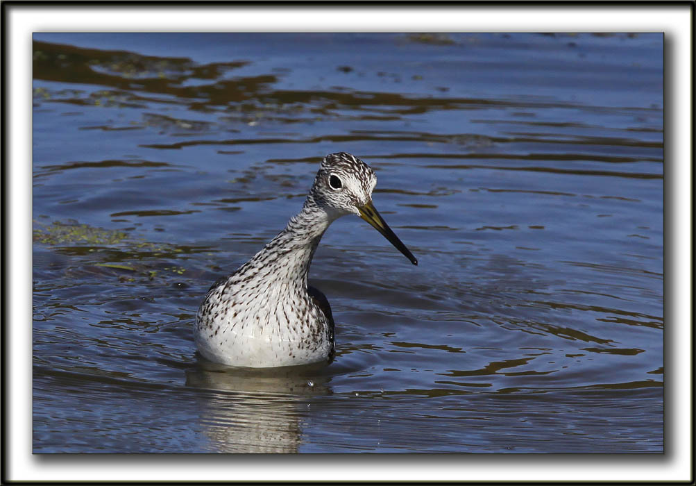 GRAND CHEVALIER   /   GREATER YELLOWLEGS    _MG_7498b