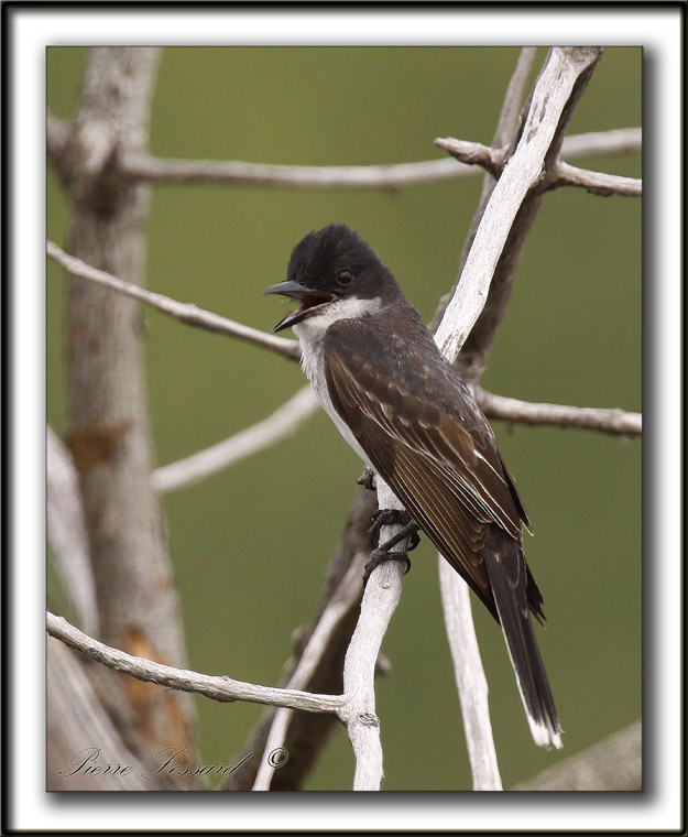TYRAN TRITRI  /  EASTERN KINGBIRD       _MG_2541 a
