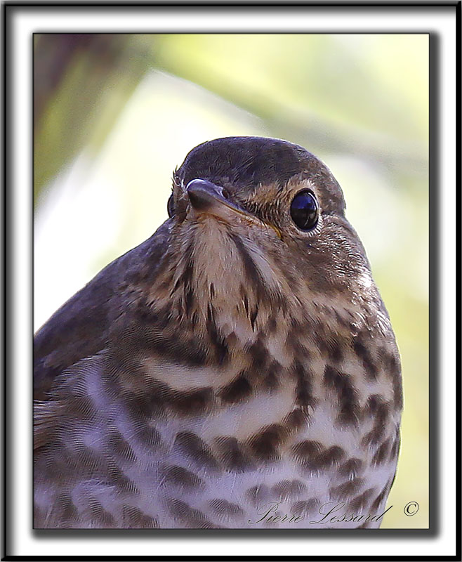 GRIVE  DOS OLIVE   /   SWAINSONS THRUSH _MG_9162 a