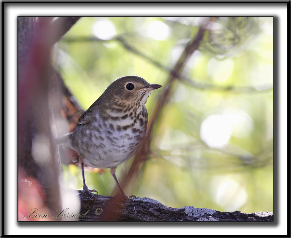 GRIVE  DOS OLIVE   /   SWAINSONS THRUSH_MG_9120a