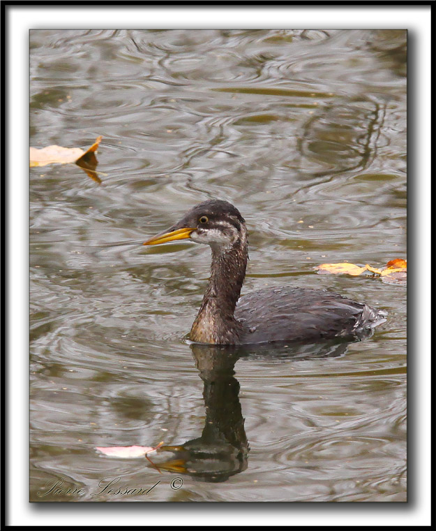 GRBE JOUGRIS   /   RED-NECKED GREBE    -  Plumage dhiver  /  Winter feathers    _MG_9176 a