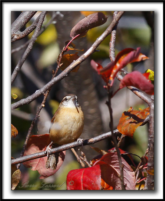 TROGLODYTE DE CAROLINE   /    CAROLINA WREN    _MG_9067 a