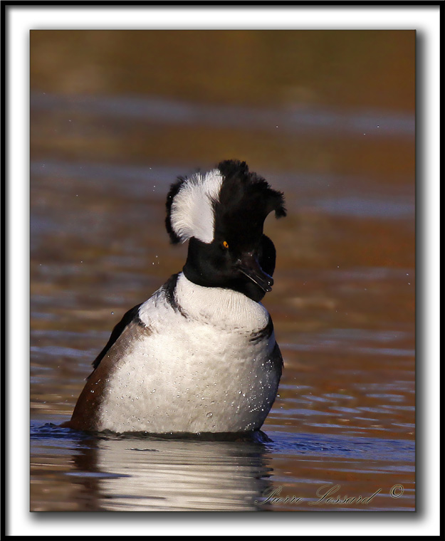 HARLE COURONN, mle  /  HOODED MERGANSER, male   _MG_9994 a