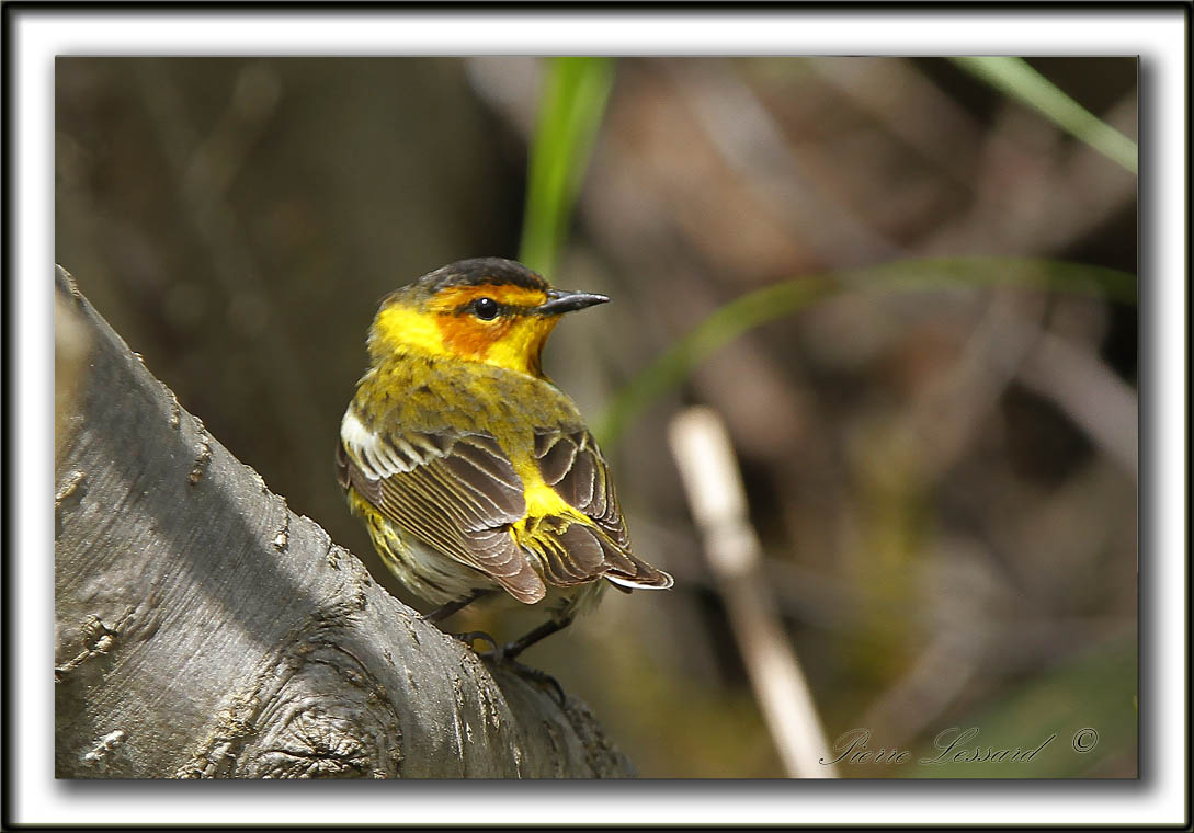 PARULINE TIGRE, mle    /    CAPE MAY WARBLER, male     _MG_0204 a