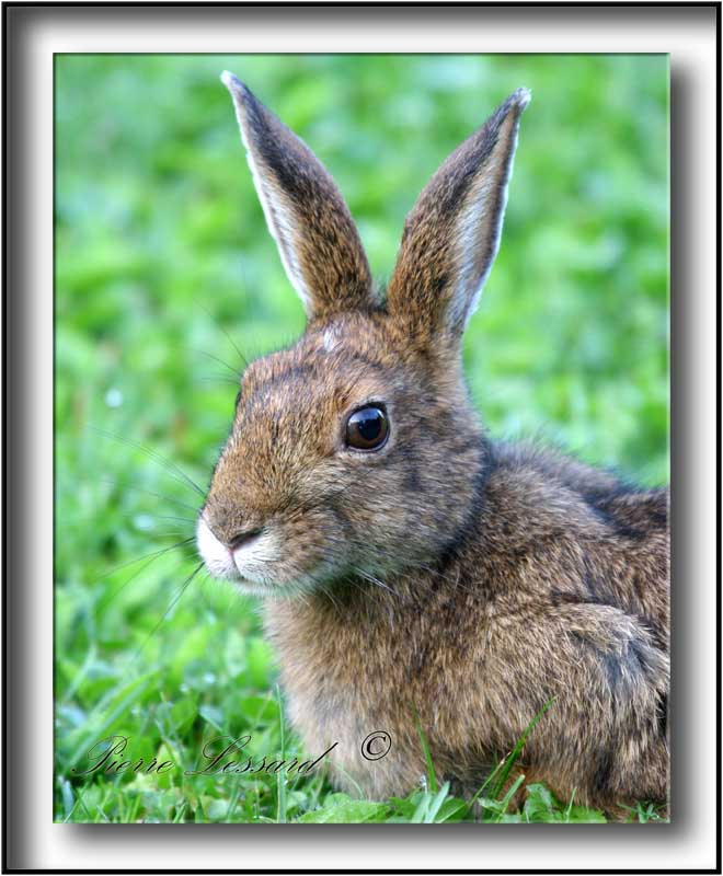 LIVRE  /  HARE    IMG_9570 