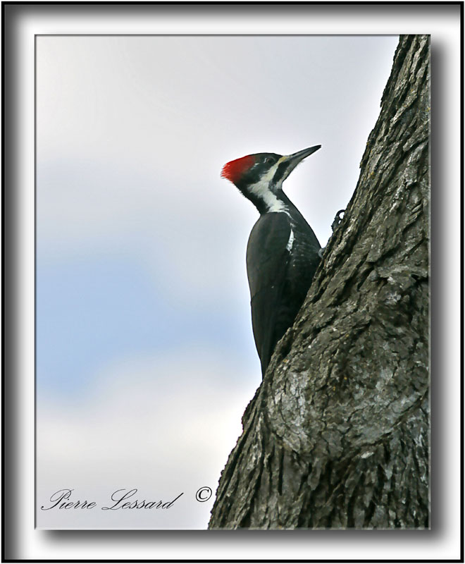_MG_2339c .jpg  -  GRAND-PIC  mle / PILEATED WOODPECKER male
