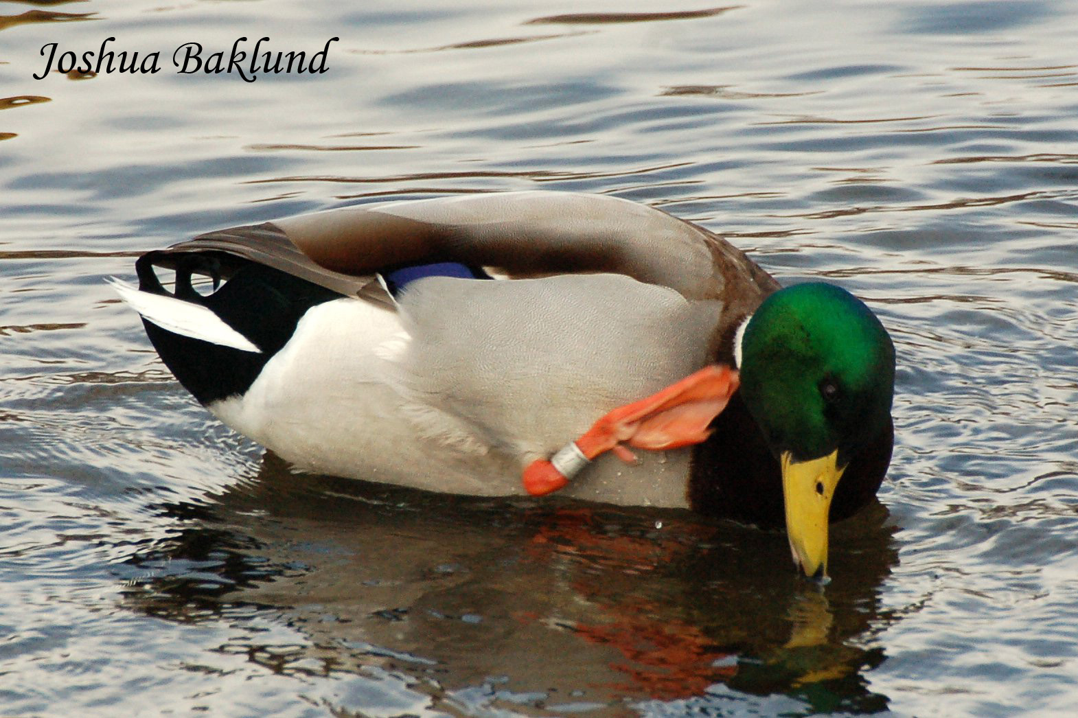 Banded mallard