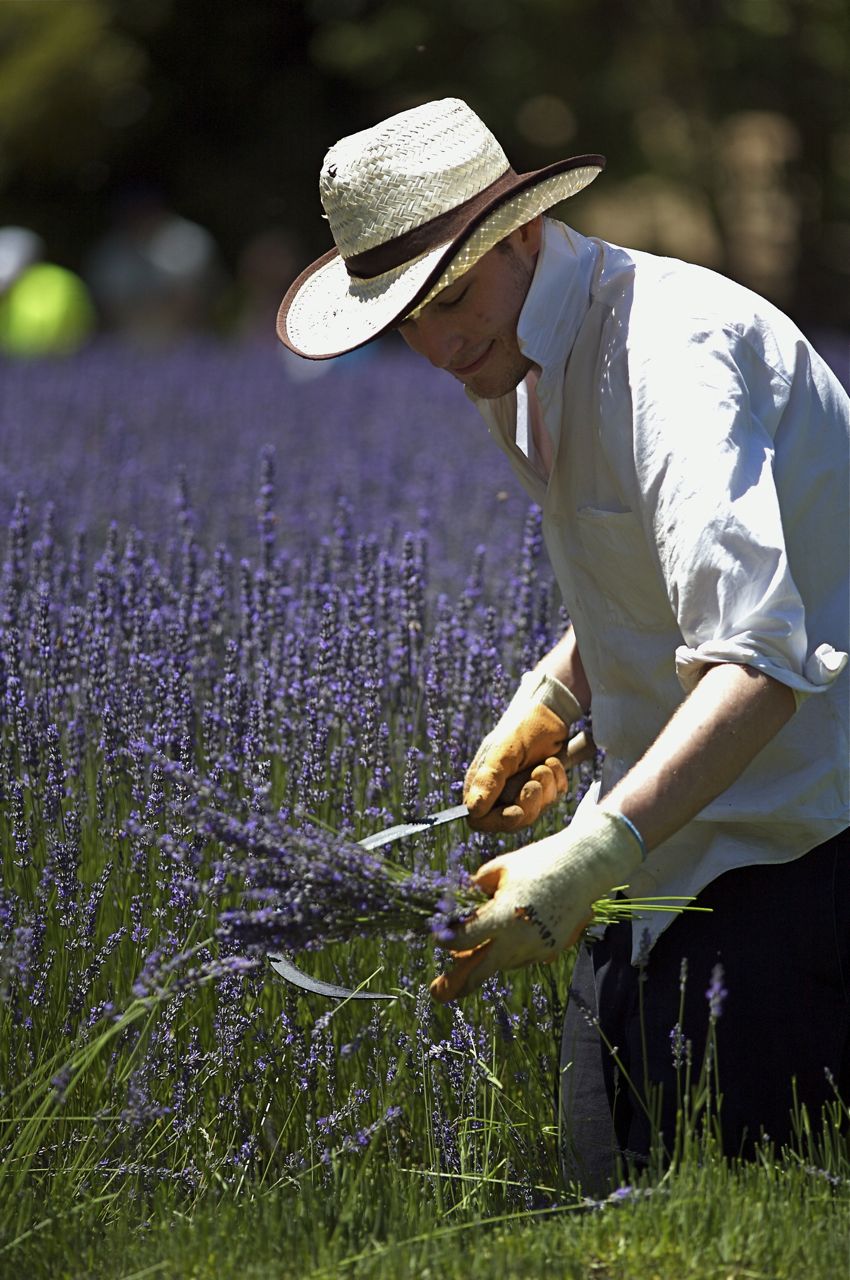 Lavendula harvest  10.jpg