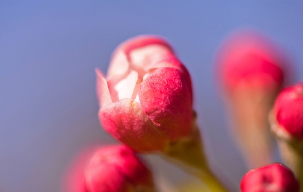 Macro Flower 6.jpg