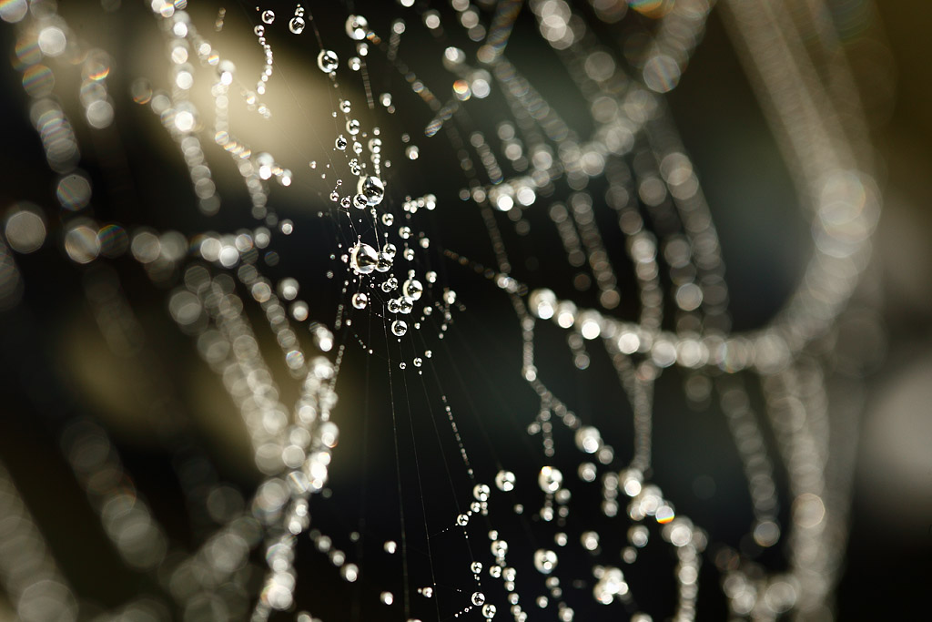20081009 - Dewy Web