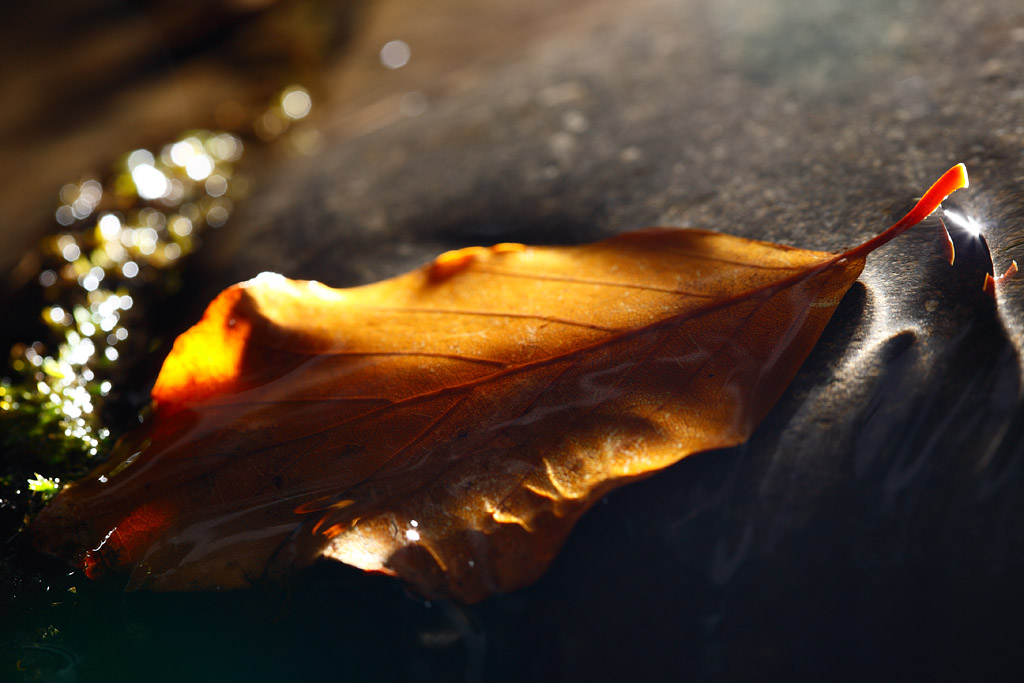 20081018 - Cover Leaf