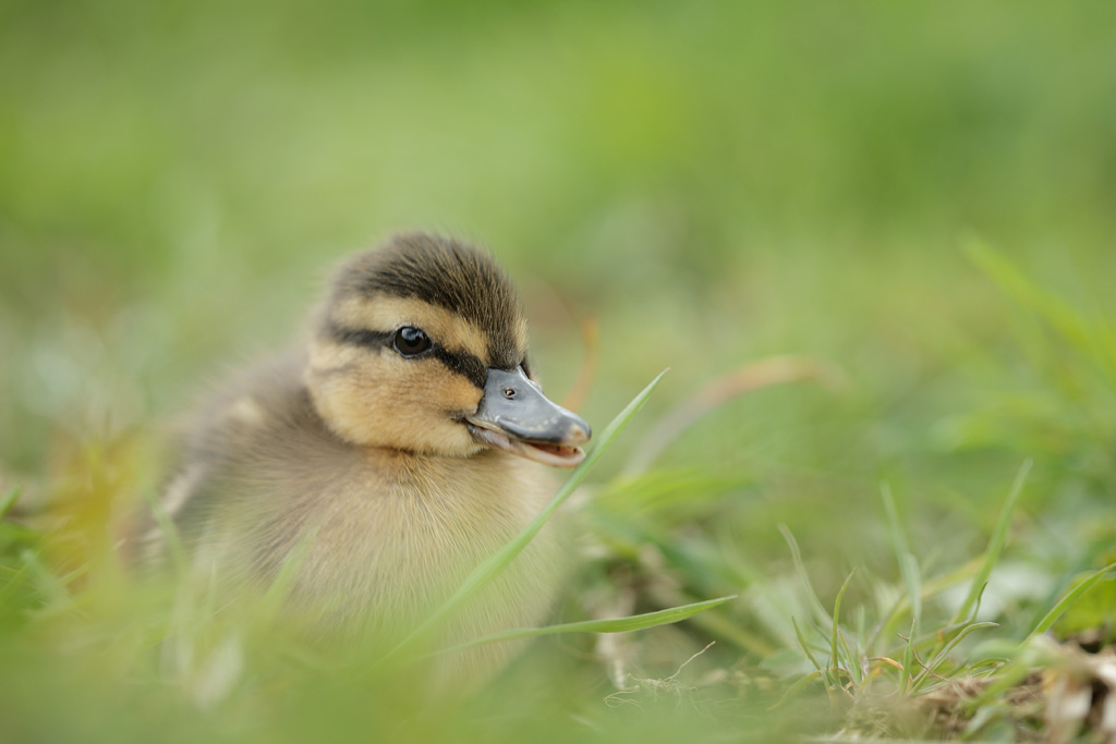20120422 - Awww...phan