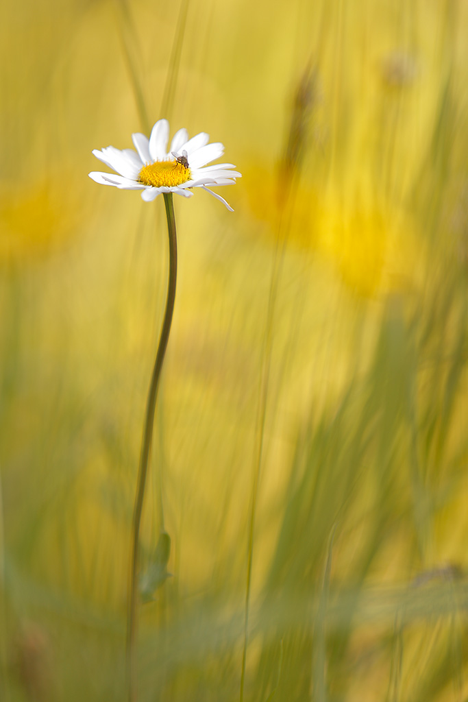 20120528 - Daisy