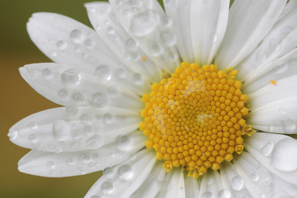 20120611 - Drippy Daisy