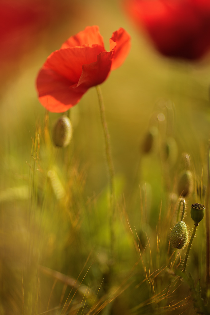 20120625 - Poppy