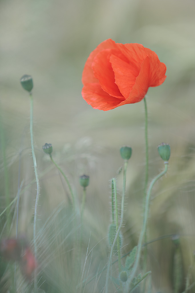 20120704 - Poppy