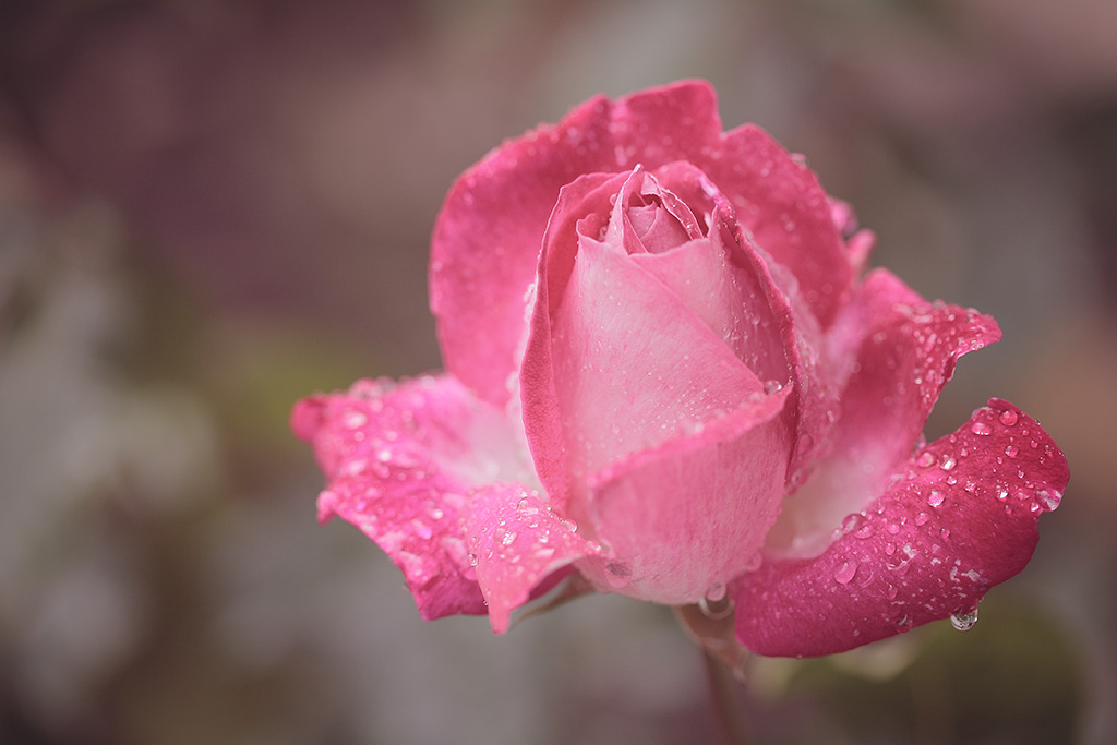 20120711 - A Rose Subdued