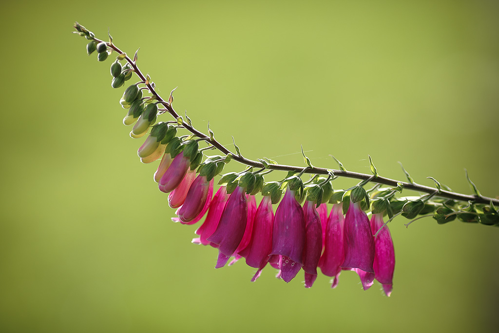 20120717 - Foxglove Flat