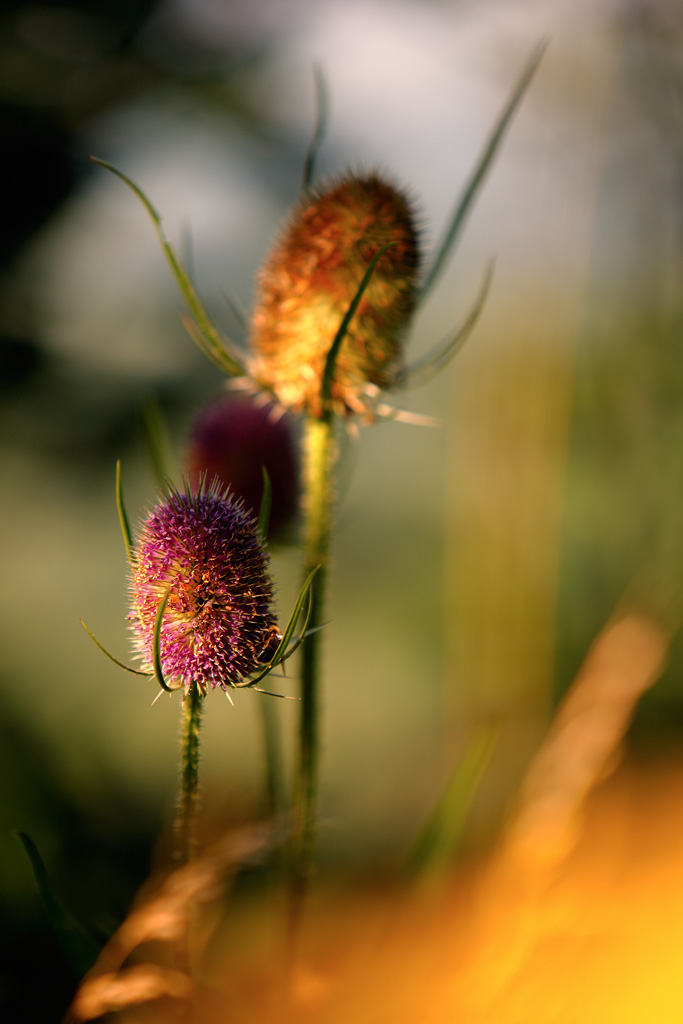 20120828 - Spiky