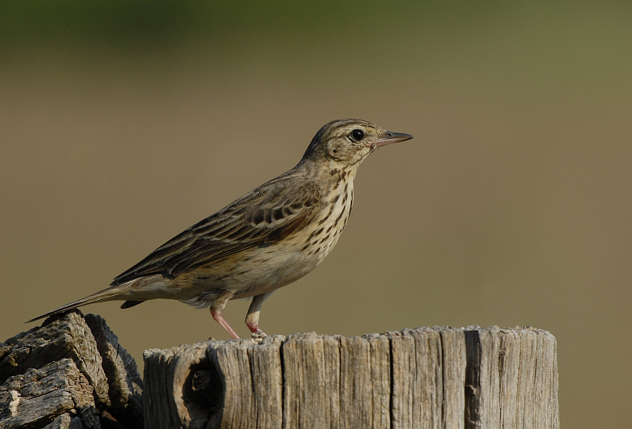 Boompieper -Tree Pipit