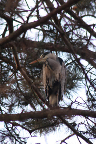 Graureiher / Grey Heron