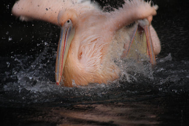 Rosa Pelikan / White Pelican