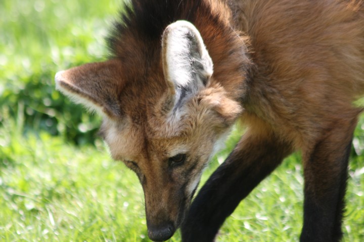 Mhnenwolf / maned wolf