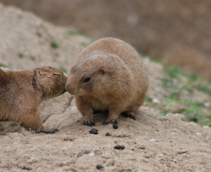 Prriehunde / prairie dogs