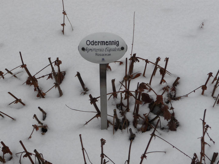 im Heilpflanzengarten / in the apothecary garden