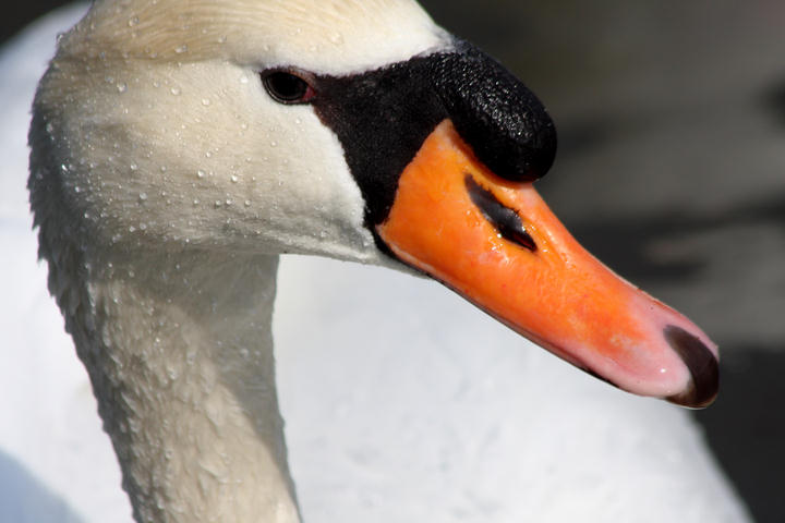Hckerschwan / mute swan