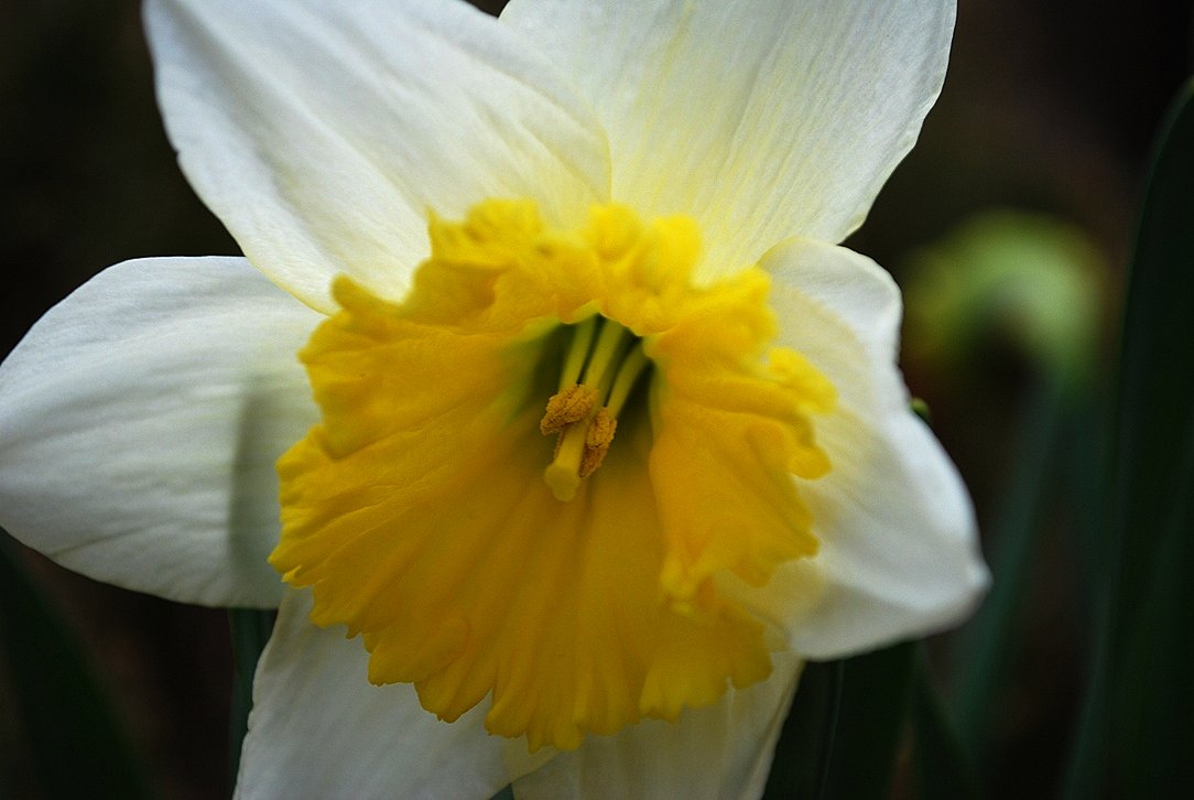 White Daffodil