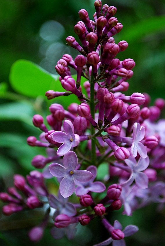 Lilac In Bloom