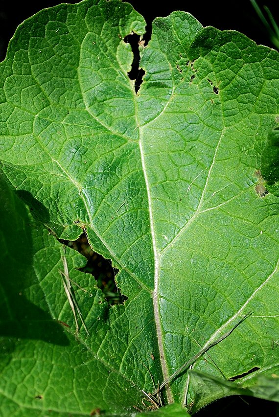 Elephant Ear Leaf