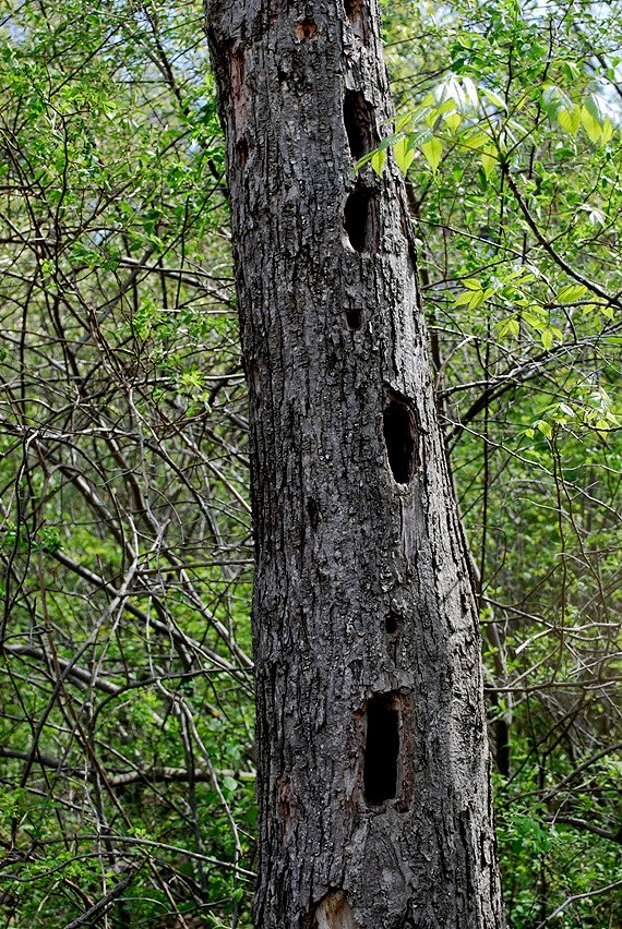 Woodpecker Tree