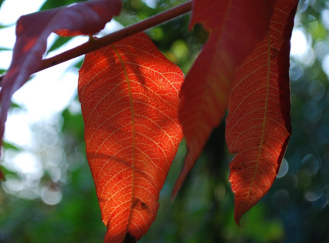 Sumac Leaf Vein Detail, Or Prosciutto ?