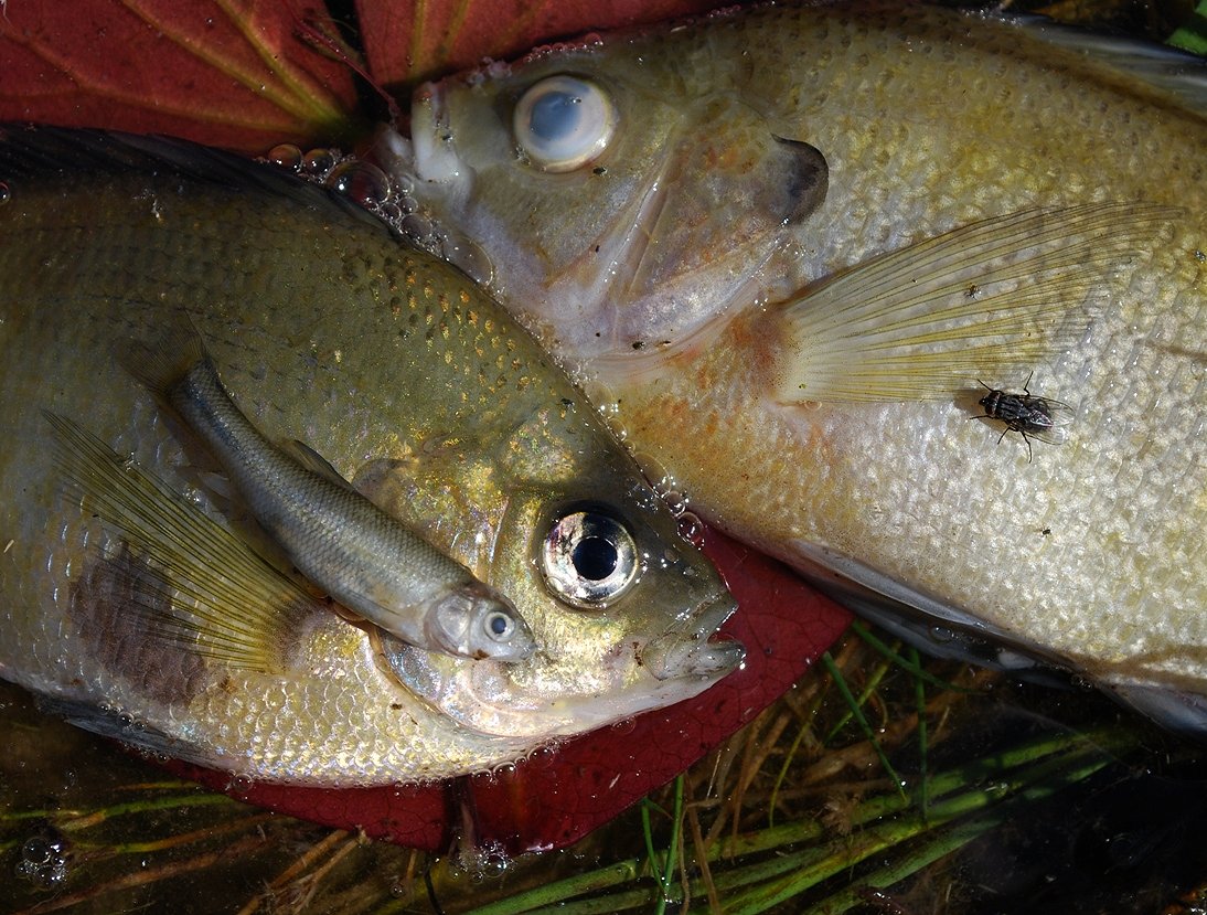 Fish Heads