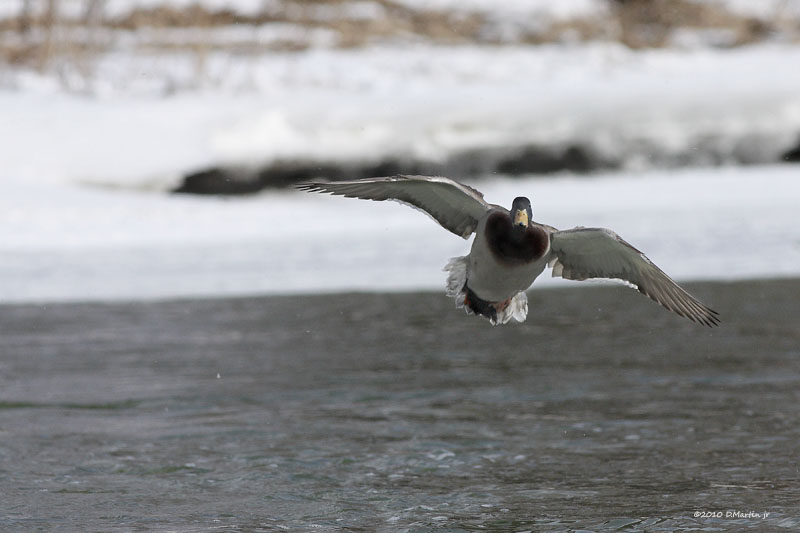 Colvert / Mallard