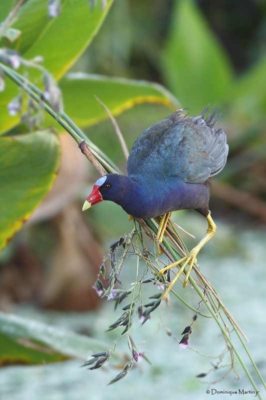 Talve Violace / Purple Gallinule  8948