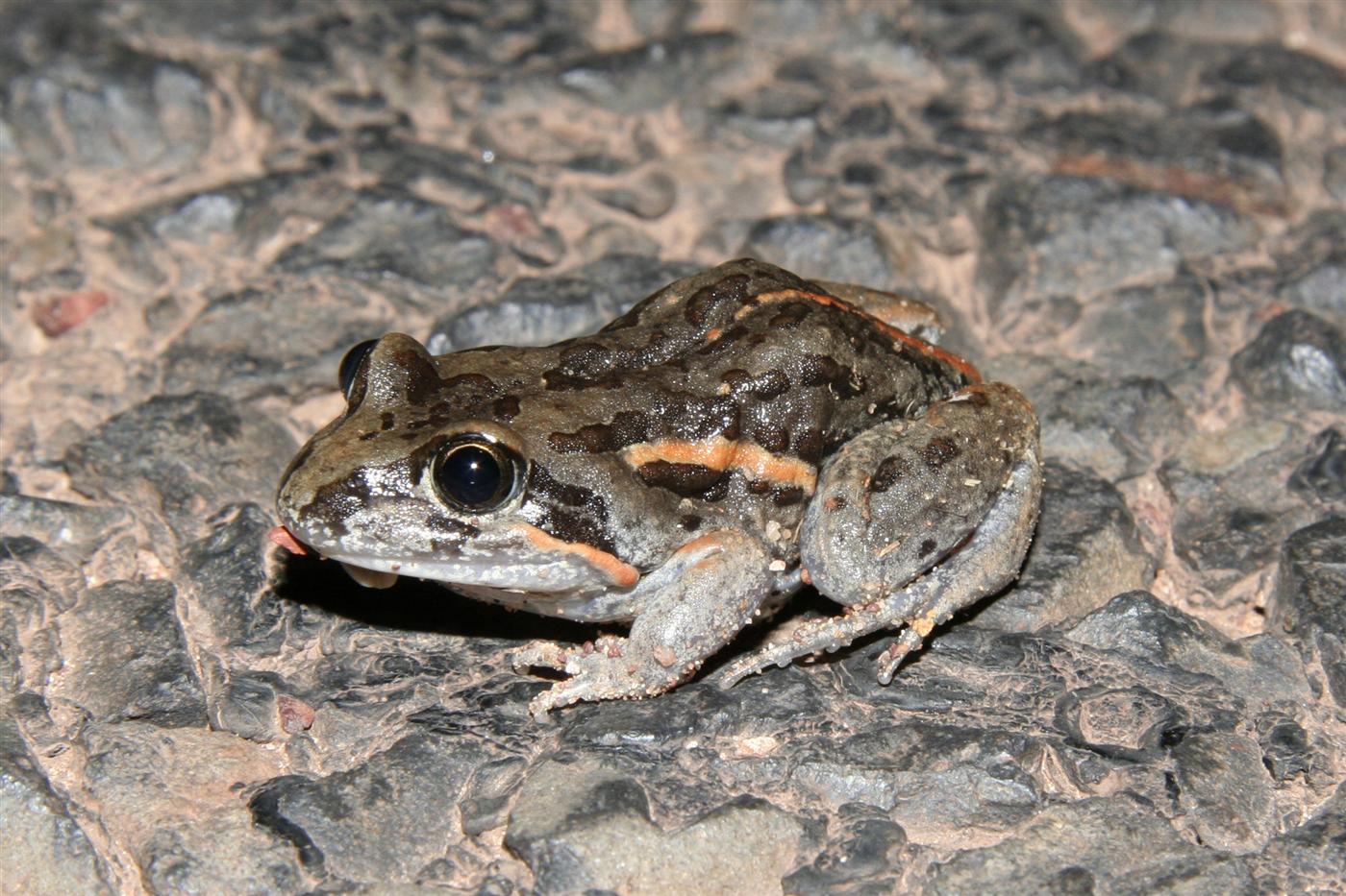 Salmon striped Frog