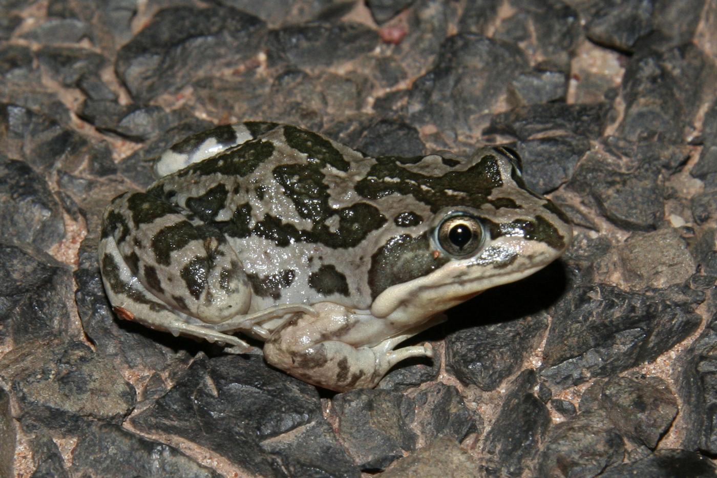 Spotted Marsh Frog
