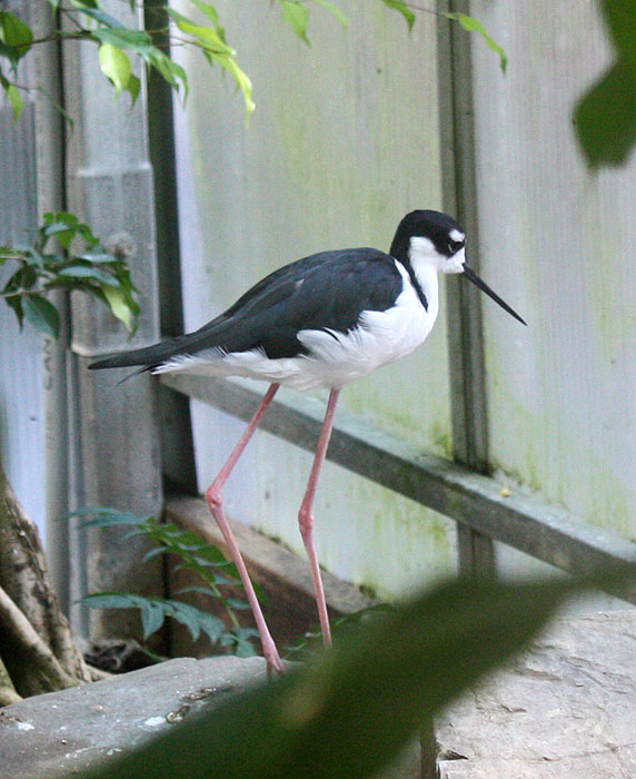 Black Necked Stilt