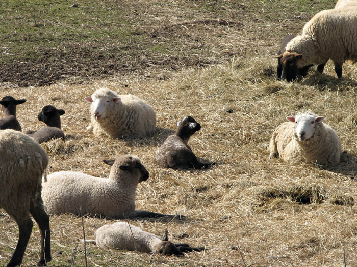 Ewes and Lambs in the Hay