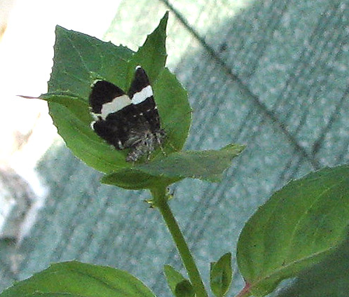 Little Black and White Butterfly