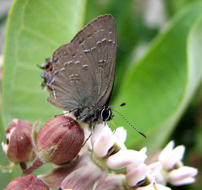 Banded Hairstreak Butterfly