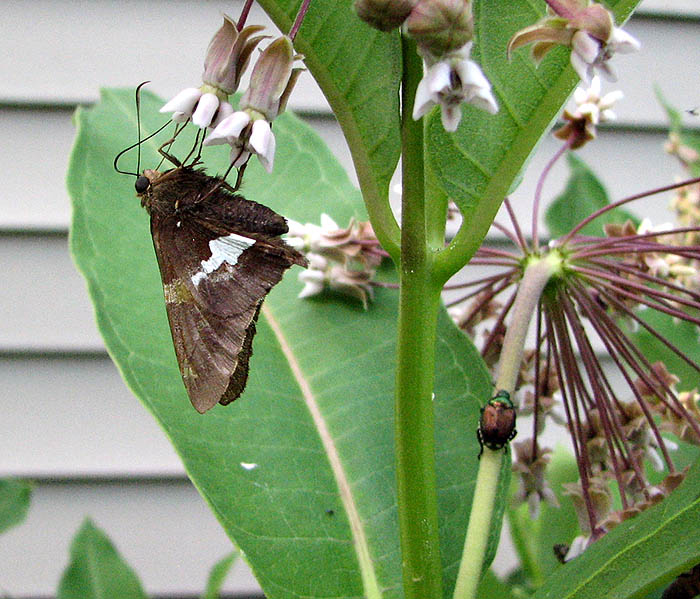 Dark Brown and White Butterfly