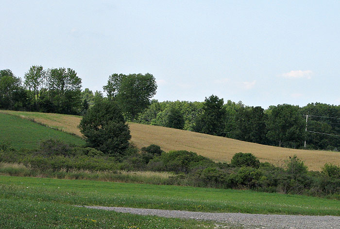 Ripening Oats