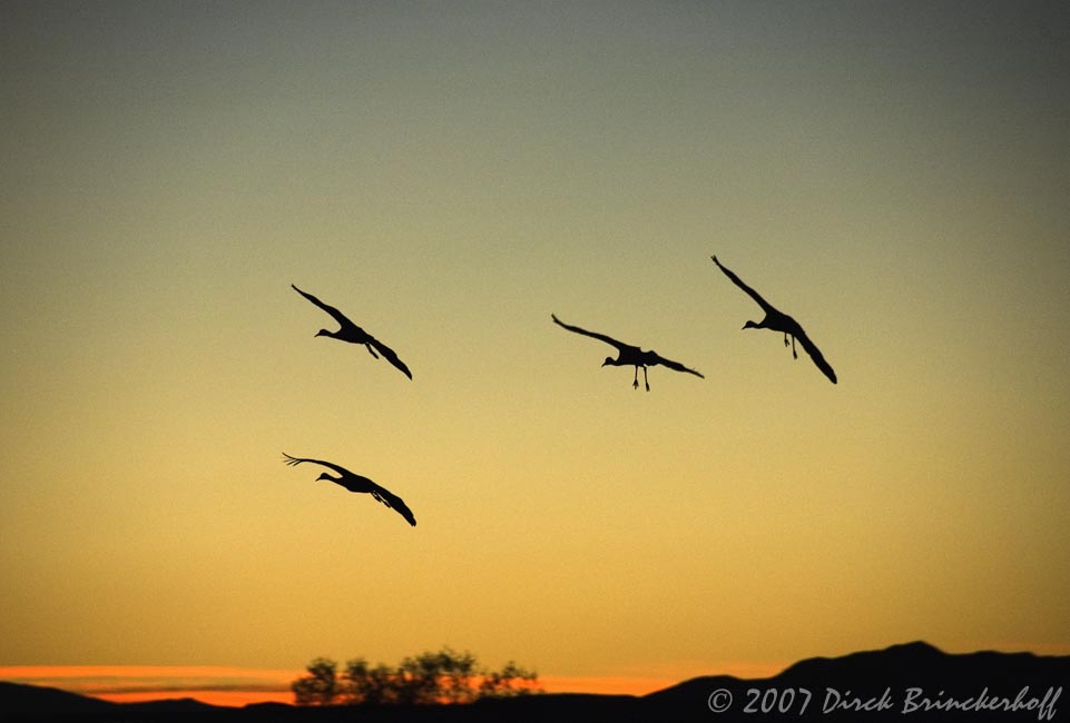 BosqueDelApache 11-07  036 Landing.jpg