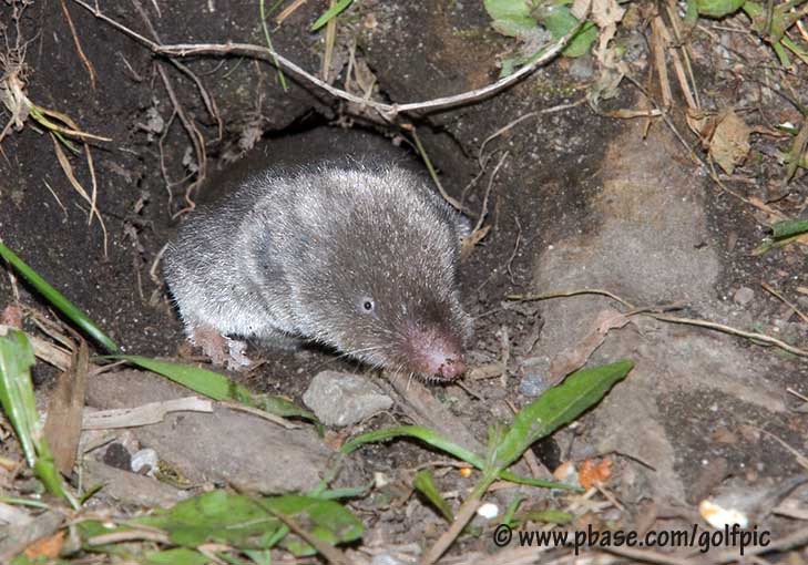 Northern Short-Tailed Shrew